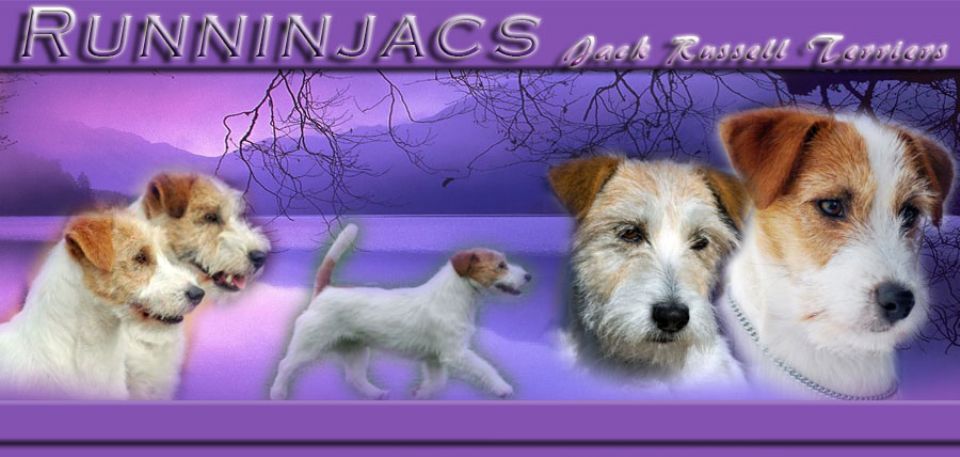 Runninjacs Jack Russell Terriers